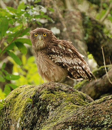 Brown fish owl